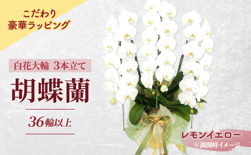 【こだわり豪華ラッピング】赤平長持ち胡蝶蘭白花大輪3本立て (36輪以上) レモンイエロー 胡蝶蘭 花 ギフト プレゼント お祝い 贈り物  インテリア 植物