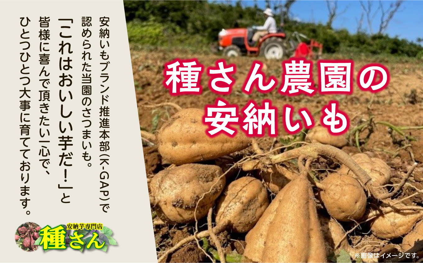  【先行予約】本場 種子島産 天然スイーツ 種子島 安納いも 10kg 詰め合わせ さつまいも さつま芋 安納芋 焼きいも 甘い ねっとり スイーツ おやつ 10キロ たねがしま 人気 南種子町 鹿児