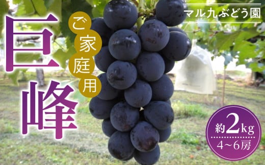 訳あり 巨峰 種あり 約2kg 4～6房 愛知県 大府市 名産品 ぶどう 糖度高く 濃厚 人気 おすすめ 家庭用 先行予約 数量限定 期間限定 果物 フルーツ 冷蔵 楽天ふるさと納税 【8月中旬より順次発送】