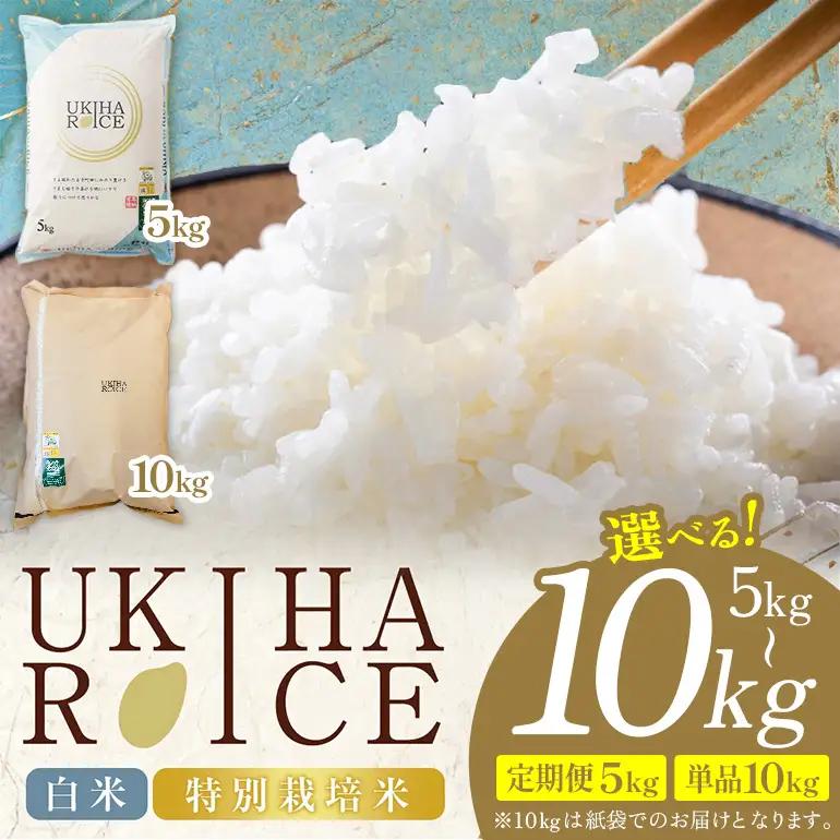 【12ヶ月定期便】 米 白米 精米 UKIHA RICE 5kg×12回 特別栽培米 計60kg ヒノヒカリ 令和8年産 新米 みずほファーム A06-009