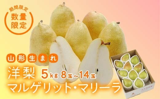 《先行予約 2026年度発送》【王将果樹園】洋梨マルゲリット・マリーラ 5kg なし ナシ 梨 デザート フルーツ 果物 くだもの 果実 食品 山形県 FSY-2568