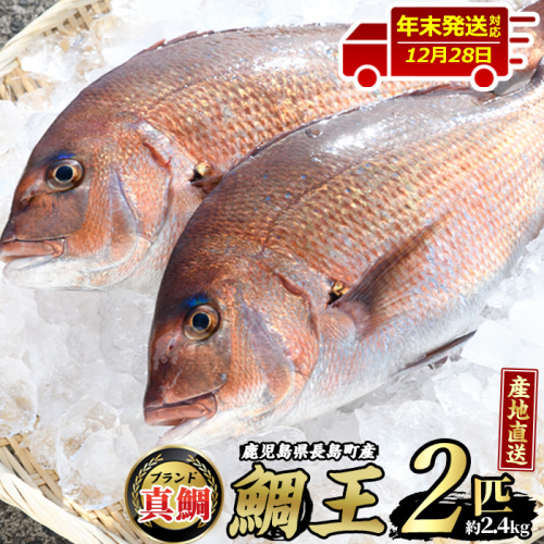 【12月28日発送】長島町特産「鯛王」(2匹・約2.4kg) 産地直送 新鮮 旨味が抜群の 長島町 特産品 ブランド 真鯛 をまるごと 一匹 楽しめる 刺身 鯛めし 鯛茶漬け 鯛しゃぶ 鯛刺身 鮮魚 冷蔵 【JFA】_jfa-498-1228