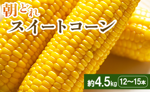 朝どれスイートコーン 4.5kg(12～15本)  - トウモロコシ とうもろこし 野菜 国産 産地直送 期間限定 季節限定 旬彩ファームやまさき sy-0002