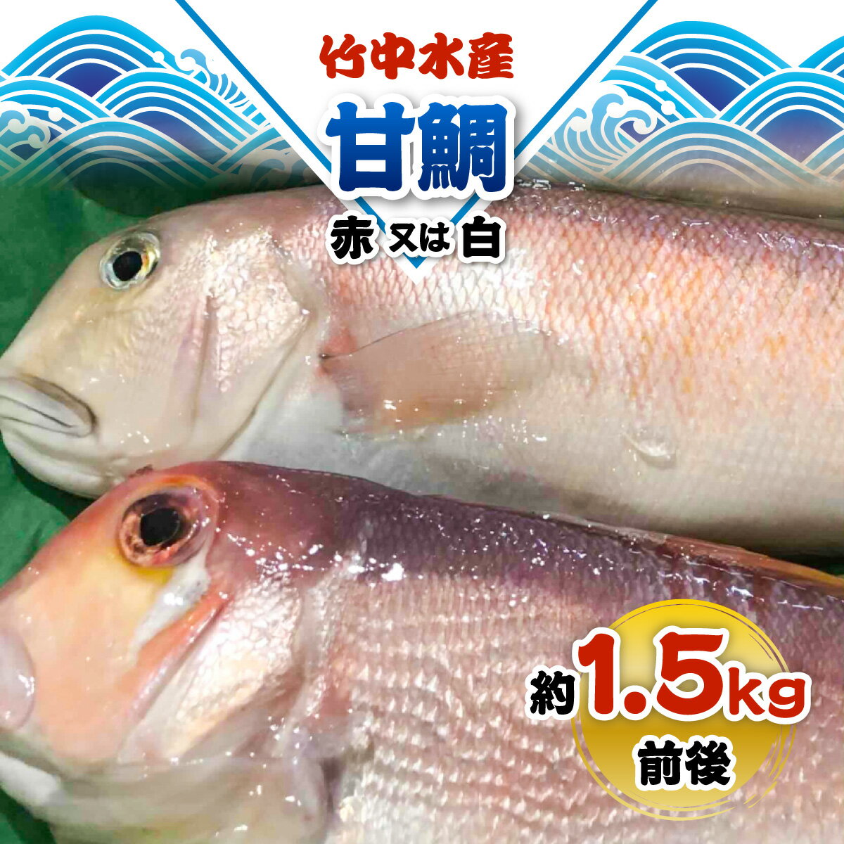 【ふるさと納税】竹中水産の「甘鯛(赤又は白)1.5キロ前後」【H22-261】_ 鯛 タイ たい 甘鯛 鮮魚 天然 魚介 魚介類 海鮮 冷蔵 活き 愛媛 八幡浜 産直 産地直送 国産 高級魚 グルメ 【配送不可地域：離島・北海道・沖縄県】【1075513】YWTM079