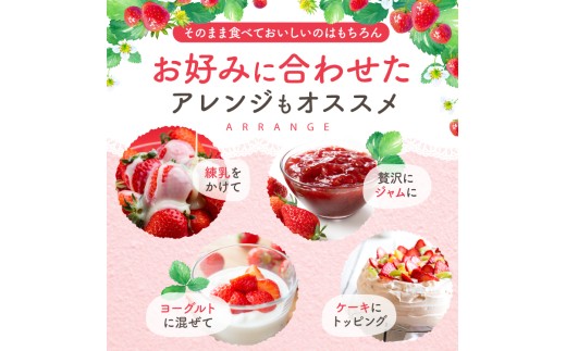 【定期便3ヶ月】【農家から届く甘酸っぱい贈り物】紅ほっぺ 約1500g | 紅ほっぺ いちご 苺 フルーツ 果物 国産 国産フルーツ 産地直送 農家直送 低農薬 お取り寄せ ギフト贈答用 プレゼント お歳暮 熊本県 玉名市