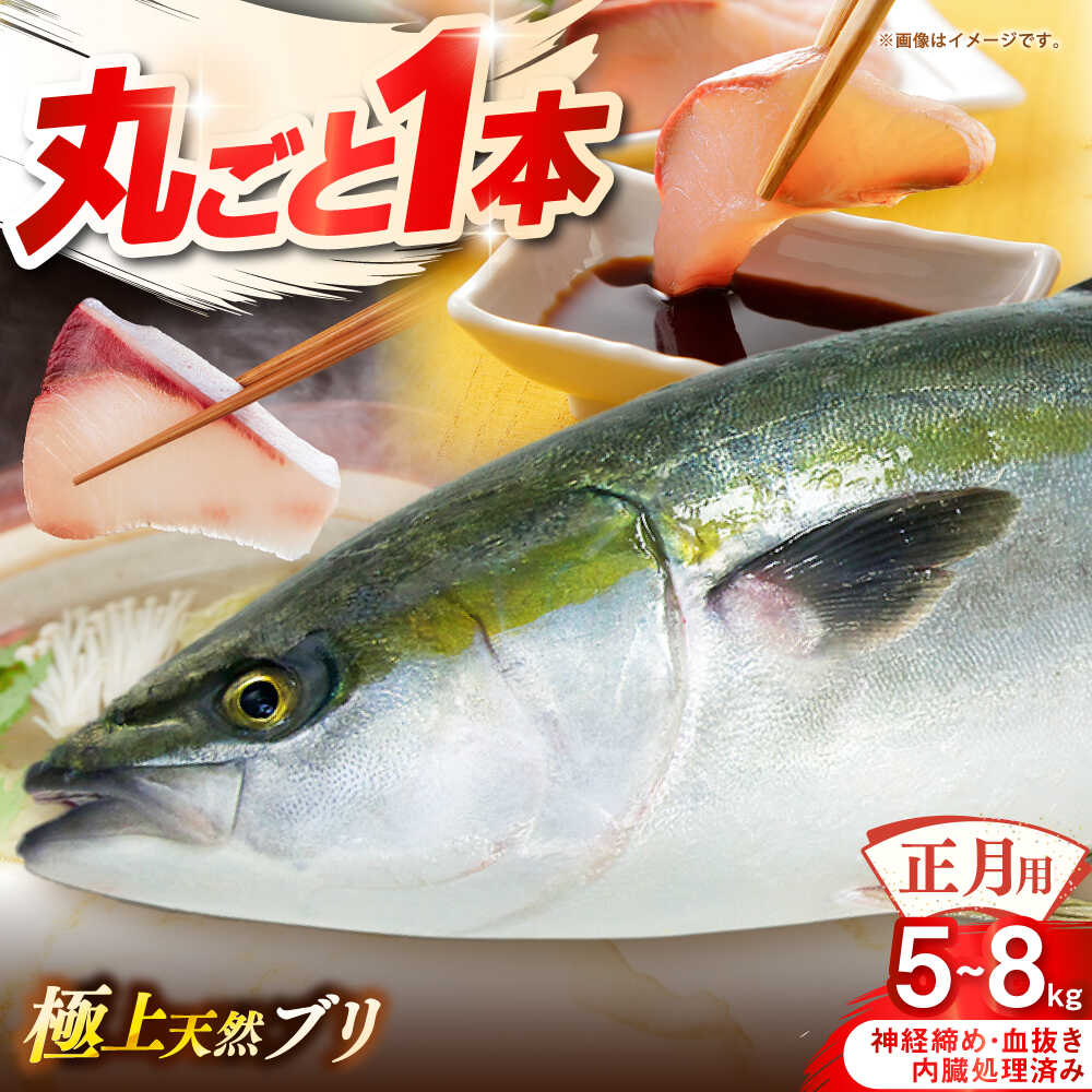 【ふるさと納税】【正月用】　壱岐産　天然ブリ　まるごと1本　5kg〜8kg《壱岐市》 【みやげ処 縁由】[JBJ023] 100000 100000円 10万円