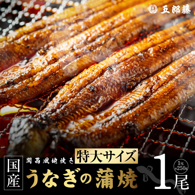 老舗【五郎藤】 関西風地焼き 国産有頭旨鰻 250g×1尾 特大 うなぎ ウナギ 蒲焼き 炭火 099H5079