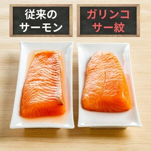 15-307 【お中元】ガリンコサー紋