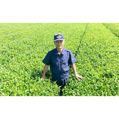 ふるさと納税 南九州市 片野坂製茶 知覧茶煎茶なつめ缶ギフト |  | 03