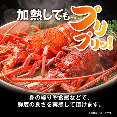 刺身用活〆冷凍伊勢海老900g【配送不可地域：離島】