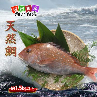 ふるさと納税 坂出市 ≪瀬戸内海産≫鮮魚のプロが見極めた朝1番水揚げされた天然真鯛を直送致します。[大サイズ]