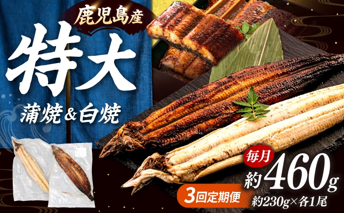 
                  全3回定期便 鹿児島産うなぎ2尾 蒲焼・白焼セット ▼うなぎ蒲焼 ウナギ 鰻 蒲焼 白焼 有頭  海鮮  定期便 桂川町/山水商事 [ADAH018]
                