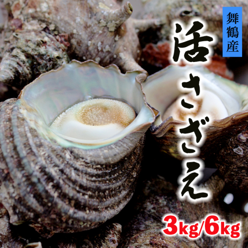 活 さざえ 3kg / 6kg 舞鶴産 京都産 サザエ 生 栄螺 壺焼き つぼ焼き お刺身 海鮮BBQ 海鮮バーベキュー bbq バーベキュー 貝 海鮮 魚介 巻き貝