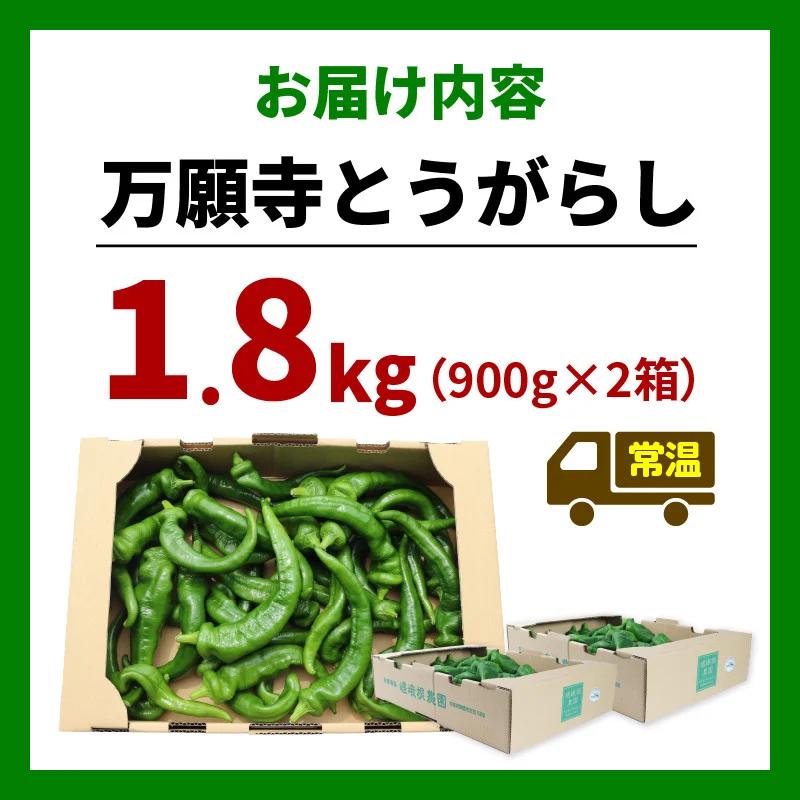 【5月中旬〜11月下旬発送】 【訳あり】 万願寺 とうがらし 1.8kg ( 900g × 2箱 ) 辛くない 美味しい おいしい 肉厚 甘い 旬 採れたて 箱入り 伝統野菜 バーベキュー BBQ 野