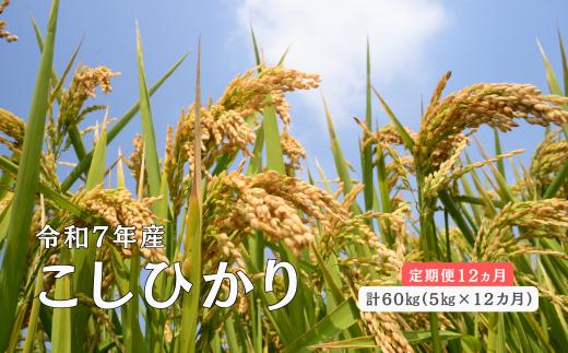 150261【令和7年産／お米定期便／12ヵ月】しまね川本 こしひかり 5kg (計60kg）