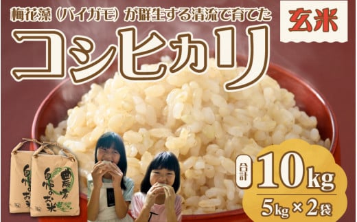 【先行予約】令和7年産 梅花藻が群生する清流で育てたコシヒカリ（玄米 5kg ×2袋） 計10kg ※2025年9月下旬以降順次発送予定 [A-040027]