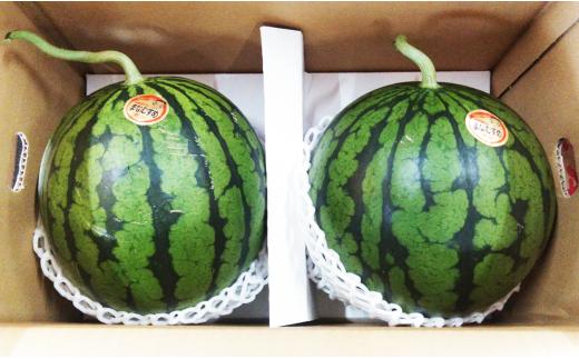 小玉 すいか 2玉 入り 1玉1.5kg 以上 西瓜【2026年5月下旬～6月上旬発送予定】