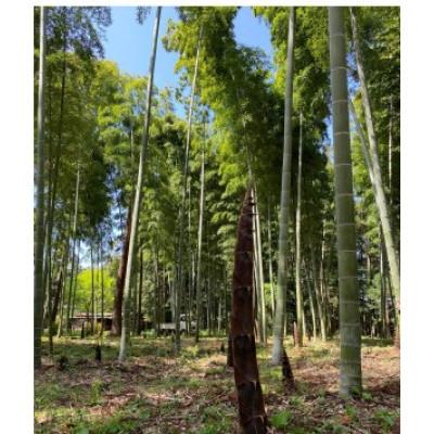 ふるさと納税 小山市 純国産おやまメンマ思いの竹　元部　200g×5パック |  | 01