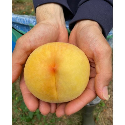 【ふるさと納税】【2026年先行予約】8月上旬頃より発送予定・岡山県産の黄色い桃・黄金桃(3個入り)【配送不可地域：離島】【1713756】