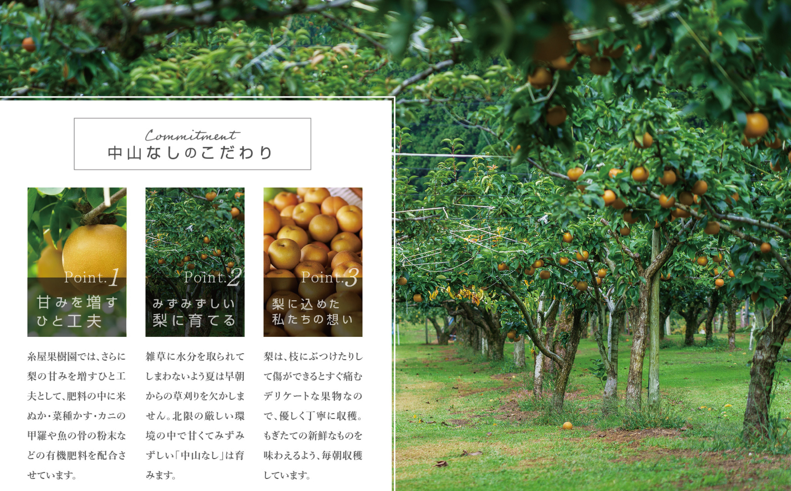 9月から旬の品種が入れ替わり並ぶ糸屋果樹園。