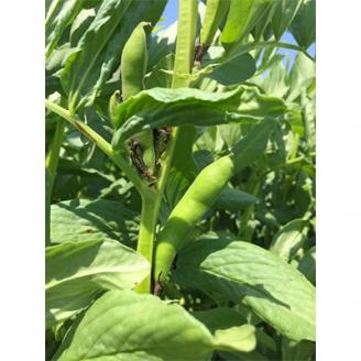 旬の奈良野菜セット(旬の野菜7品以上が入ります)///季節の野菜 おまかせ