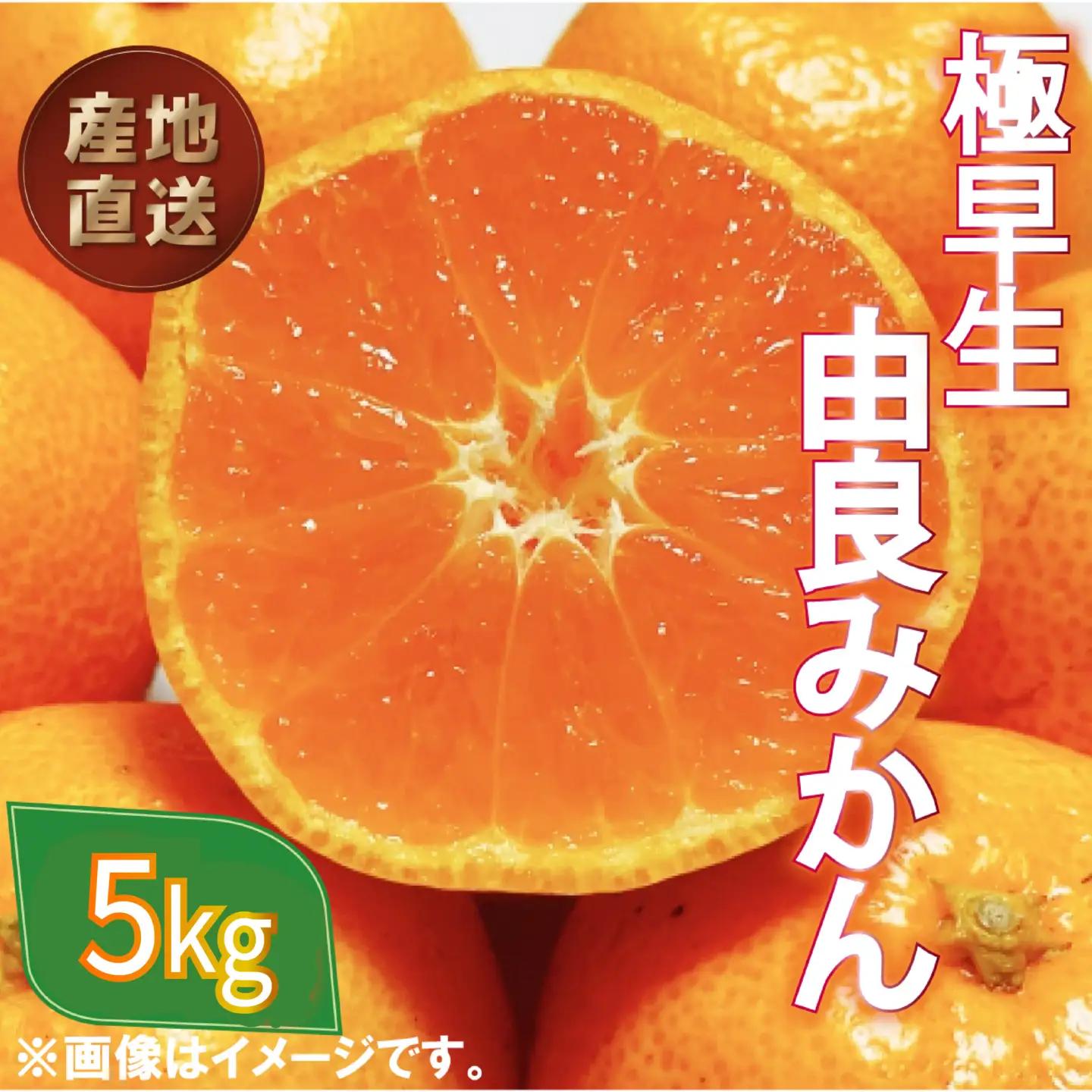 極早生 由良みかん 約 5kg 訳あり みかん