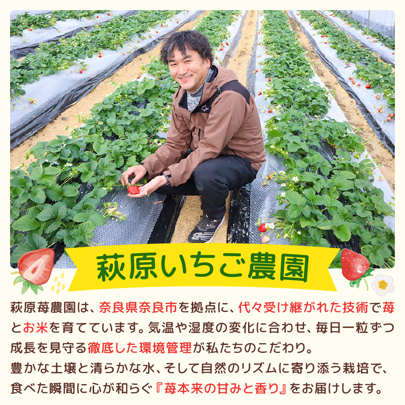 いちご 奈乃華 ならあかり セット 2026年 発送（270g×2パック）予約受付中 数量限定 早期終了 予定あり  家庭用 イチゴ 先行予約 苺 奈良ブランド苺 ブランド 古都華 大粒 苺 旬 産地