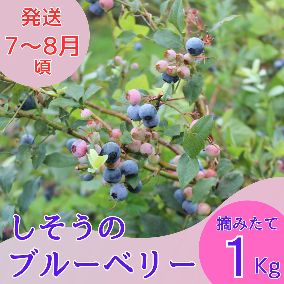 【ふるさと納税】期間限定 フレッシュ ブルーベリー 無農薬 1kg（500g×2）宍粟市産 産地直送 国産 大容量 採れたて 摘みたて K6
