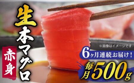 【全6回定期便】五島列島産養殖生本かみまぐろ 赤身 500g【カミティバリュー】[RBP062] 本マグロ 本まぐろ 定期便 本マグロ 本まぐろ 定期便 本マグロ 本まぐろ 定期便