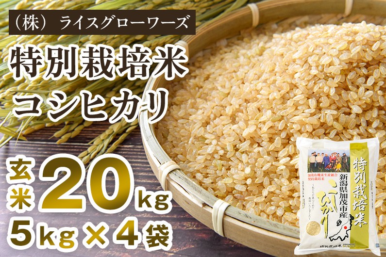 
                  【令和8年産新米先行予約】新潟県加茂市産 特別栽培米コシヒカリ 玄米20kg（5kg×4）《10月上旬～順次出荷》 従来品種コシヒカリ （株）ライスグローワーズ
                