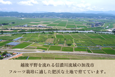 【2026年先行予約】新潟県産 和梨 新興 5kg 【秀品】《10月下旬～順次発送》 しんこう