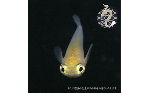 
                  メダカ「ポニョ」１～３ペア
                