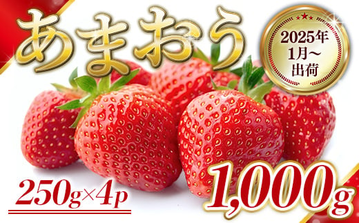 福岡県産 あまおう 1000g　先行予約 2025年1月より順次発送　BA004