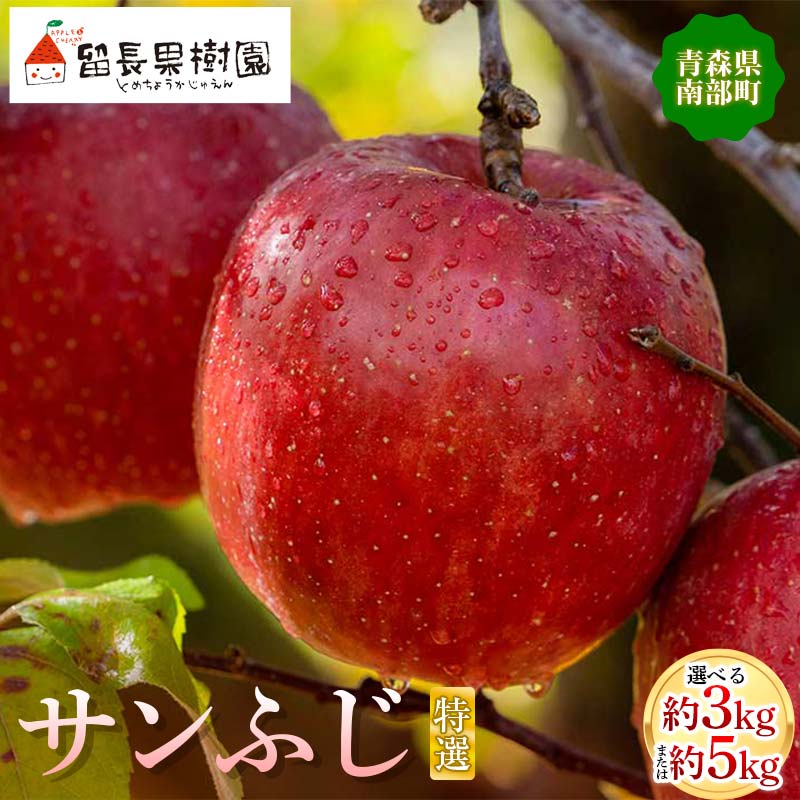 【ふるさと納税】 《選べる容量》サンふじ 特選（大玉） 約3kg・約5kg 【留長果樹園】 青森りんご りんご リンゴ 林檎 アップル ふじ フルーツ 果物 くだもの あおもり 青森 青森県 南部町 三戸 南部 F21U-213var