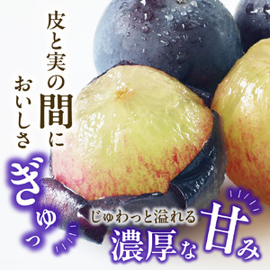 【 2026年発送 】岡山県産白桃 ロイヤル＆シャインマスカット＆ピオーネ 約2kgセット（令和8年6月中旬～8月上旬発送）【 白桃 糖度最上級 もも フルーツ モモ ロイヤル シャインマスカット ピ