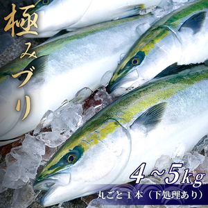 ぶり 鰤 丸ごと一本 4～5kg 下処理有 魚 鮮魚 ブランド 極みブリ 刺身 ブリしゃぶ 鍋 新鮮 高知県 須崎市 ぶり鍋 ブリ 鍋 鰤 鍋 ぶり ぬた ブリ にんにく葉 ぶり ブリ 鰤 漬け丼 ぶり 贅沢 ぶり 日本酒 ブリ 焼き魚 ぶり 海鮮丼 ぶり 茶漬け ぶり 鰤 つまみ ブリ ﾌﾞﾘ 鰤 ﾌﾞﾘ 鰤 ﾌﾞﾘ 鰤 ﾌﾞﾘ 鰤 ﾌﾞﾘ 鰤 ﾌﾞﾘ 鰤 ﾌﾞﾘ 鰤 ﾌﾞﾘ ぶり ぶり ぶり ﾌﾞﾘ 刺身 刺身 刺し身 刺し身 お刺身 お刺身 お刺身 刺し身 ぶり ぶり ﾌﾞﾘ ﾌﾞﾘ ぶり ぶり