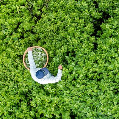 ふるさと納税 上越市 新潟県産天然よもぎ100%　よもぎ茶35包入×1箱 |  | 02