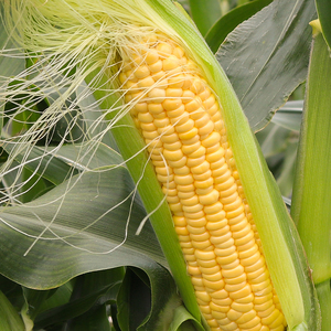 【先行予約】とうもろこし 3種食べ比べ 6本 (イエロー バイカラー ホワイト) とうもろこし フルーツコーン