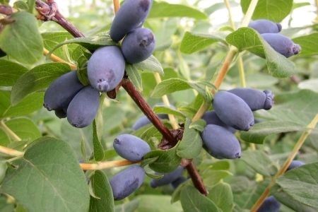 びえいハスカップファーム　ﾊｽｶｯﾌﾟｼﾞｬﾑとﾌﾞﾙｰﾍﾞﾘｰｼﾞｬﾑ、ﾊｽｶｯﾌﾟｿｰｽのセット[012-73]