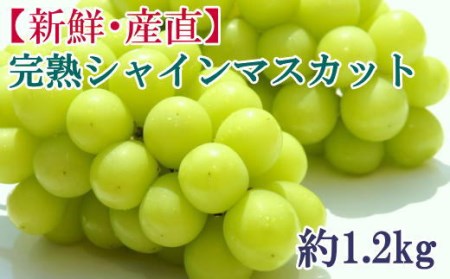 [新鮮・産直]和歌山かつらぎ町産の完熟シャインマスカット約1.2kg 【tec923A】