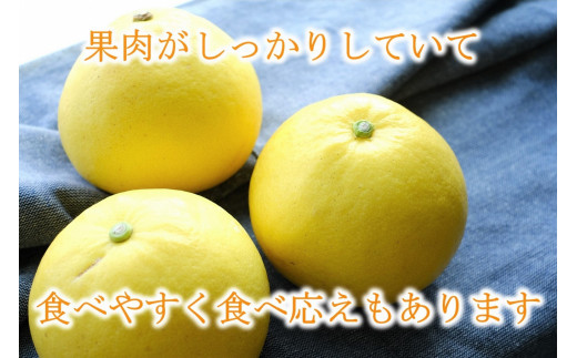 届いてすぐに食べられる 土佐文旦 5kg（ご 家庭用 ） ムッキーちゃん 付き［1462］