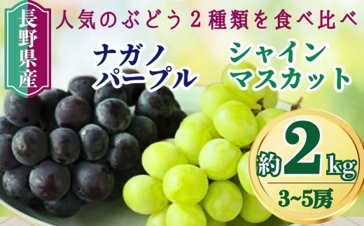 【2026年先行予約】家庭用 シャインマスカット＆ナガノパープル 約2kg（3~5房）｜ 果物 フルーツ 白ぶどう 黒ぶどう 葡萄 ブドウ 種無し 種なし 皮ごと 千曲市 長野県 信州