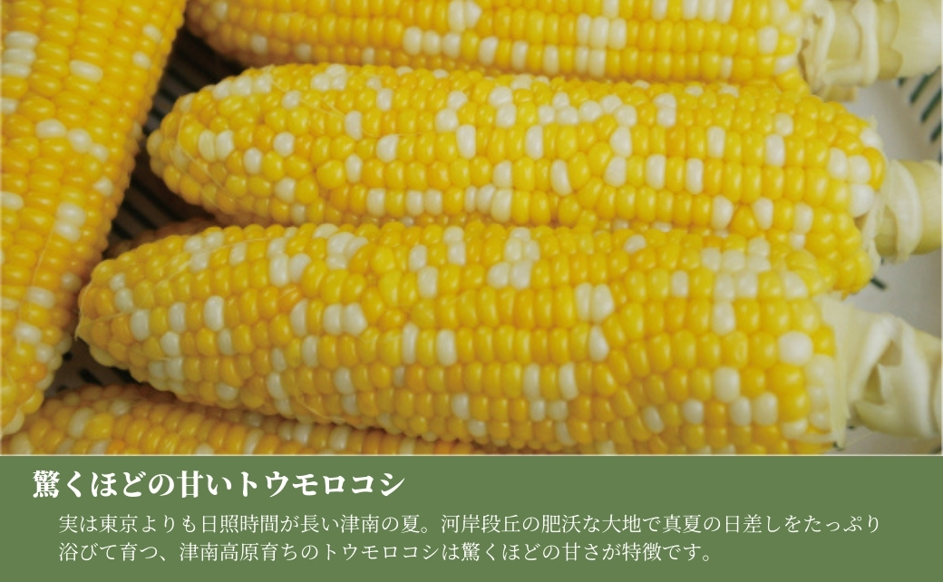 【令和8年産先行予約】朝採り とうもろこし スイートコーン 5kg 約12本 新潟県 津南町