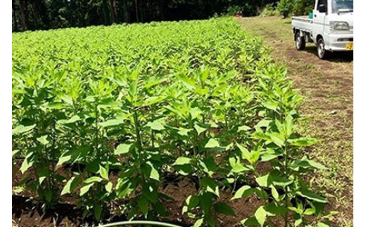 訳あり 旬 の 野菜セット 8品 種類おまかせ 旬 野菜 やさい yasai ヤサイ 野菜セット やさいセット 旬の野菜 お野菜 健康 果樹 栽培 自然 春野菜 夏野菜 秋野菜 冬野菜 不揃い おまか