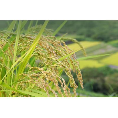 ふるさと納税 藤沢市 神奈川県産はるみ　5kg×2袋　精米 |  | 01