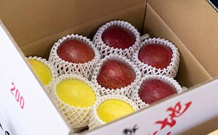 サンふじ・ぐんま名月 詰め合わせ (中玉) 約3kg ［10-11個入］ 【留長果樹園】 青森りんご ふじ ぐんま名月 フルーツ 果物 くだもの 2種 セット 青森県 南部町 三戸 F21U-599