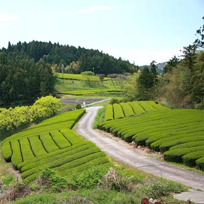 ふるさと納税 掛川市 自然栽培茶(化学肥料・農薬未使用)深蒸し掛川茶100g×3袋 |  | 02