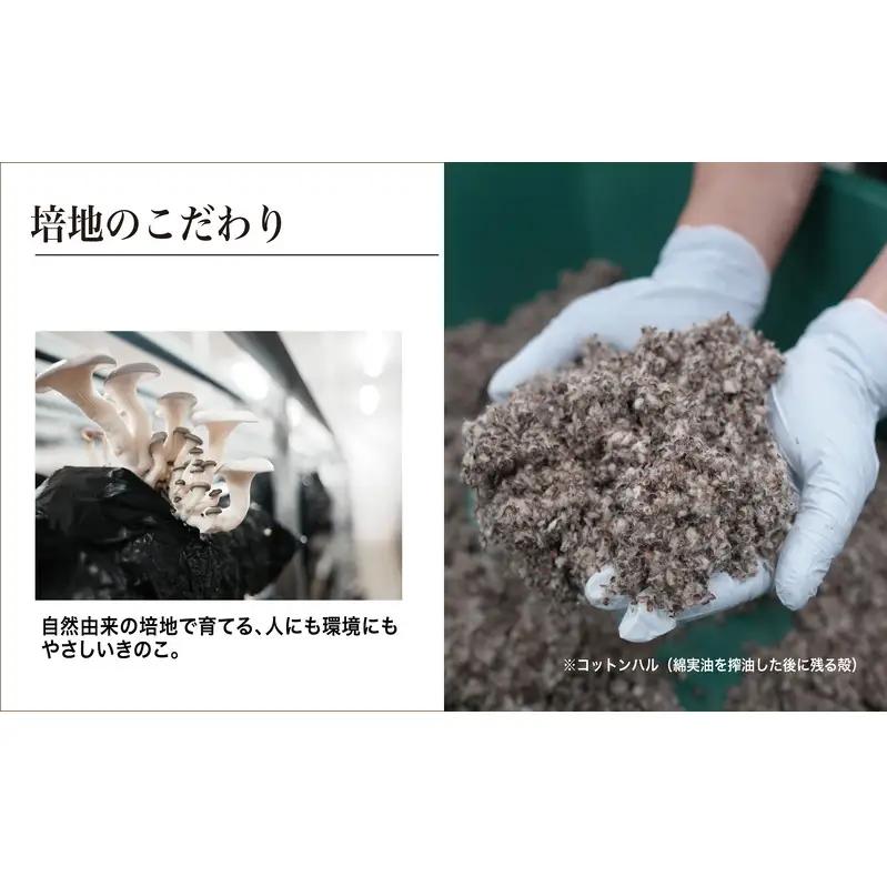 京都府産オーガニック　ヒラタケ（6パック入り約840g）