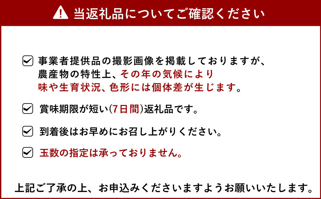 【先行予約】 熊本県宇城市産 パール柑 約10kg 【2025年3月上旬から4月上旬発送予定】