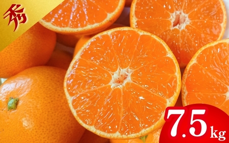 【先行予約】薄皮で濃い甘さ！完熟由良みかん【秀】7.5kg×1箱（混サイズ）和歌山県由良産※2025年11月下旬頃から順次発送予定(お届け日指定不可) / 柑橘 ミカン 蜜柑 甘い 由良町 フルーツ 果物 くだもの 食品 人気 おすすめ 産地直送 由良町【ktym009】
